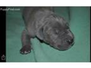 Great Dane Puppy for sale in The Plains, OH, USA