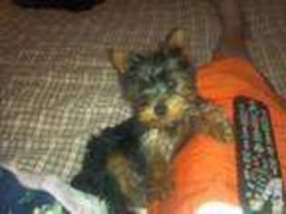 Yorkshire Terrier Puppy for sale in RAEFORD, NC, USA