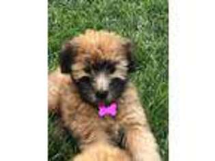 Soft Coated Wheaten Terrier Puppy for sale in Herriman, UT, USA