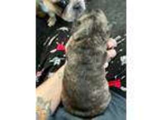 French Bulldog Puppy for sale in Voluntown, CT, USA