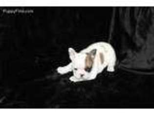 French Bulldog Puppy for sale in Wauseon, OH, USA
