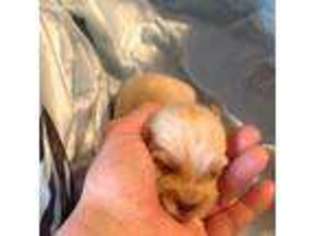 Yorkshire Terrier Puppy for sale in Erie, PA, USA