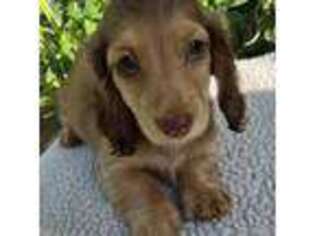 Dachshund Puppy for sale in Hebron, IN, USA