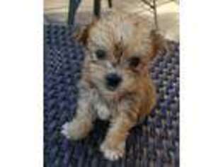 Yorkshire Terrier Puppy for sale in Crown Point, IN, USA