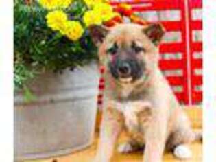 Shiba Inu Puppy for sale in Elizabethville, PA, USA