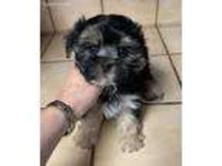 Mutt Puppy for sale in Buhl, ID, USA