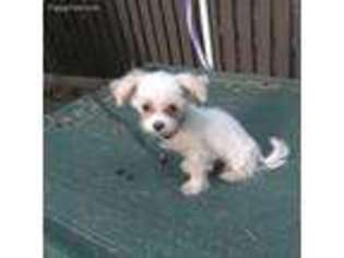 Maltese Puppy for sale in Chula Vista, CA, USA