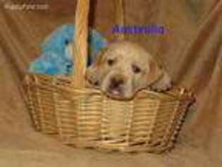 Labrador Retriever Puppy for sale in Marana, AZ, USA