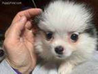 Pomeranian Puppy for sale in Ozawkie, KS, USA