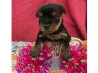 Yorkshire Terrier Puppy for sale in Lineville, AL, USA