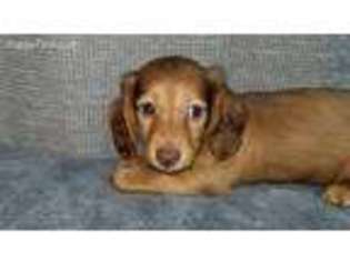 Dachshund Puppy for sale in Hollywood, MD, USA