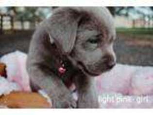 Labrador Retriever Puppy for sale in Zolfo Springs, FL, USA
