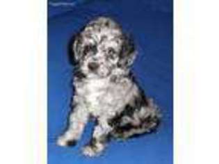 Cavapoo Puppy for sale in Seville, OH, USA