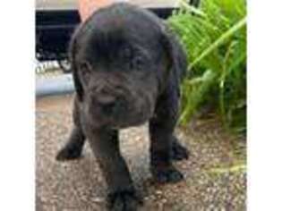 Cane Corso Puppy for sale in Hodgenville, KY, USA