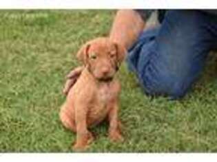 Vizsla Puppy for sale in Schulenburg, TX, USA