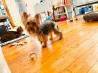 Yorkshire Terrier Puppy for sale in Middleton, WI, USA