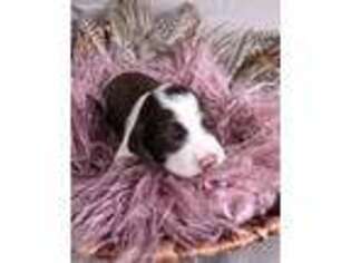 English Springer Spaniel Puppy for sale in Mohall, ND, USA