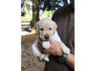 Labrador Retriever Puppy for sale in Eugene, OR, USA