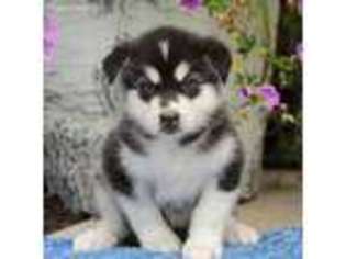 Alaskan Malamute Puppy for sale in New Holland, PA, USA