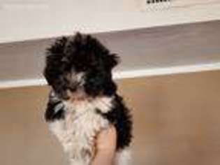 Mal-Shi Puppy for sale in Tucson, AZ, USA