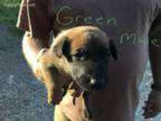 Belgian Malinois Puppy for sale in Oakdale, TN, USA