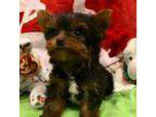 Yorkshire Terrier Puppy for sale in Brush Creek, TN, USA