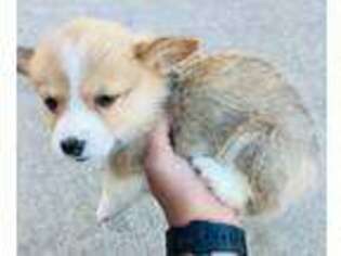 Pembroke Welsh Corgi Puppy for sale in Dupont, WA, USA