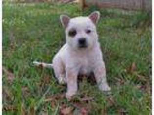 Australian Cattle Dog Puppy for sale in Rockwell, NC, USA