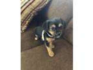 Chorkie Puppy for sale in Sparks, NV, USA