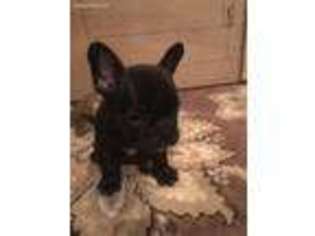 French Bulldog Puppy for sale in Culver City, CA, USA
