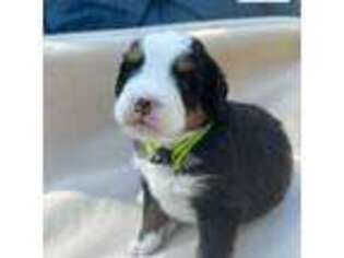Bernese Mountain Dog Puppy for sale in Fitzgerald, GA, USA