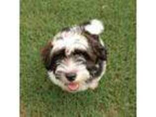 Havanese Puppy for sale in Greenville, SC, USA