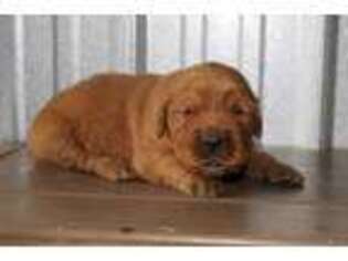 Golden Retriever Puppy for sale in Dundee, OH, USA