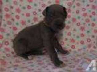 Great Dane Puppy for sale in NEW BEDFORD, MA, USA