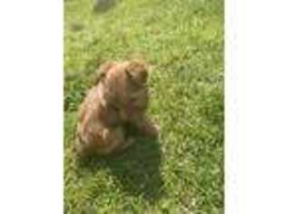 Yorkshire Terrier Puppy for sale in Salt Lake City, UT, USA