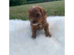 Cavapoo Puppy for sale in Auburn, IN, USA