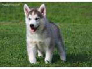 Siberian Husky Puppy for sale in Clements, MD, USA