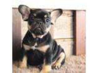 French Bulldog Puppy for sale in West Plains, MO, USA