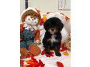 Mutt Puppy for sale in Choctaw, OK, USA