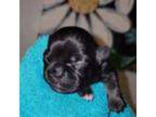 French Bulldog Puppy for sale in Ponca City, OK, USA