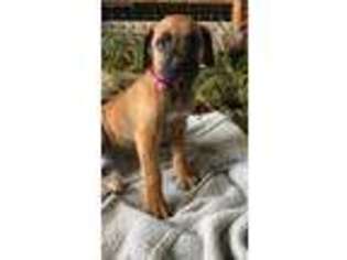 Rhodesian Ridgeback Puppy for sale in Carrollton, GA, USA