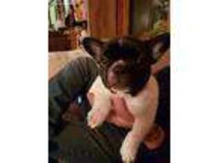 French Bulldog Puppy for sale in Wasola, MO, USA