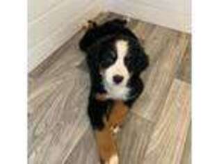 Bernese Mountain Dog Puppy for sale in Prescott Valley, AZ, USA