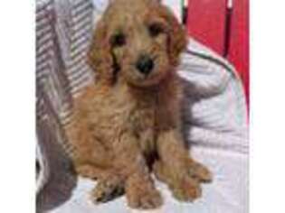 Goldendoodle Puppy for sale in Rhine, GA, USA