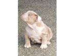 Olde English Bulldogge Puppy for sale in Tacoma, WA, USA