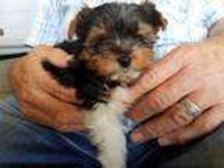 Biewer Terrier Puppy for sale in Scottsville, KY, USA