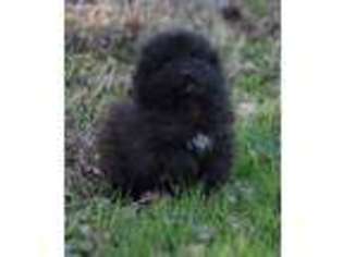 Keeshond Puppy for sale in Chester, SC, USA