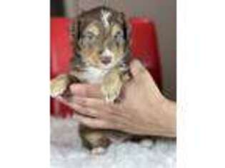 Miniature Australian Shepherd Puppy for sale in Canyon Country, CA, USA