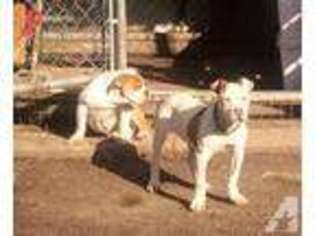American Bulldog Puppy for sale in BEAVERTON, OR, USA