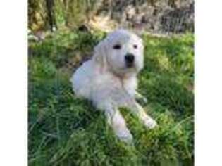 Mutt Puppy for sale in Oakhurst, CA, USA
